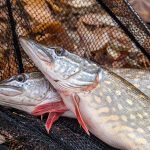 Jig Fishing for Bass: A Deep Dive into Year-Round Success Strategies