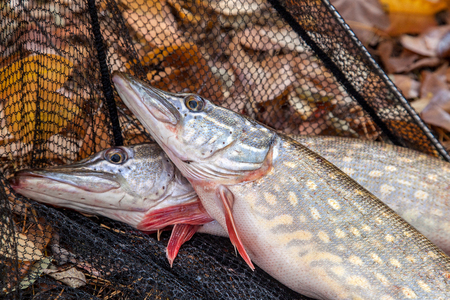 Jig Fishing for Bass: A Deep Dive into Year-Round Success Strategies