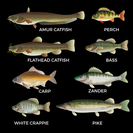 Spring and Summer Snook Tactics