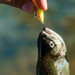 Best U.S. Lakes and Rivers for Spring Fishing Trips in 2025