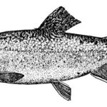 Northern Pike vs Muskie: Key Differences Every Angler Should Know