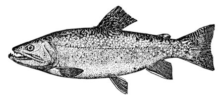 Northern Pike vs Muskie: Key Differences Every Angler Should Know