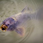 Trout Fishing Ethics: Catch and Release Techniques That Protect Native Species