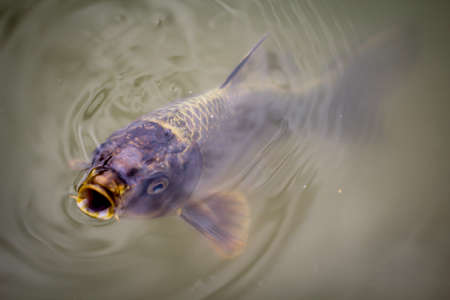 Trout Fishing Ethics: Catch and Release Techniques That Protect Native Species