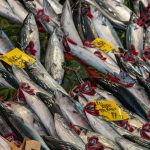 Trolling for Striped Bass: Tips and Tricks for Successful Catches
