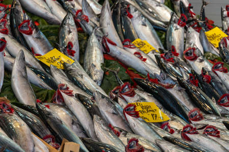 Trolling for Striped Bass: Tips and Tricks for Successful Catches