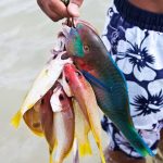 Habitat Breakdown: Where to Find Rainbow, Brook, and Brown Trout Across the U.S.
