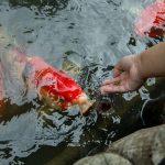 Learning to Identify Feeding Zones by Surface Disturbances