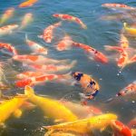 Fishing During the Dog Days of Summer: How to Trigger Bites