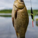 Top RV-Friendly Fishing Destinations Across the USA