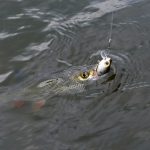 Understanding Federal vs. State Fishing Regulations in the U.S.