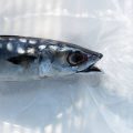 Alaskan Fly Fishing Expeditions: Salmon, Trout, and Remote Adventures