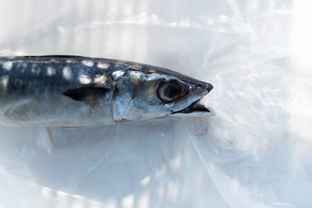 Alaskan Fly Fishing Expeditions: Salmon, Trout, and Remote Adventures