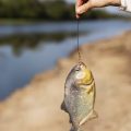 How to Handle and Release Fish Safely in Hot Weather