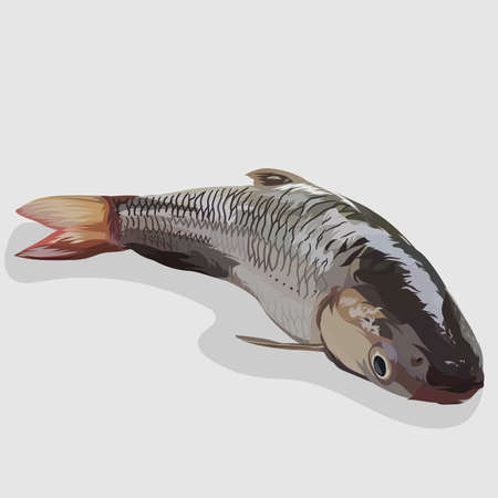 Prime Locations: Where to Find Summer Catfish