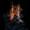 Advanced Catfishing Tactics: Strategies to Catch Trophy-Sized Catfish