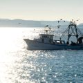 D is for Dock Fishing: Beginner Tips for Fishing from Shore and Docks