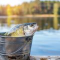 Secrets to Successful Spring Catfishing Across the U.S.