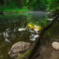 Tenkara Fishing: The Japanese Art of Simplified Fly Fishing in America