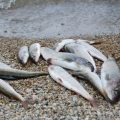 Comparison of Graphite vs. Fiberglass Fishing Rods: Which Is Better?