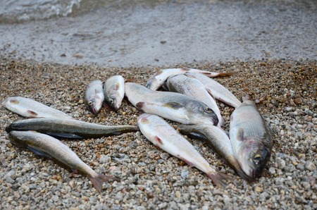 Comparison of Graphite vs. Fiberglass Fishing Rods: Which Is Better?