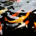 Respecting Wildlife While Fishing: Coexistence on America’s Rivers, Lakes, and Oceans