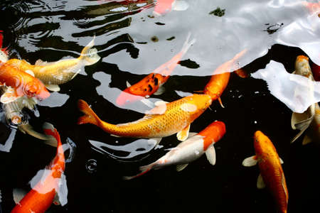 Respecting Wildlife While Fishing: Coexistence on America’s Rivers, Lakes, and Oceans