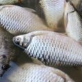 The Role of Sound and Vibration in Fish Communication and Detection