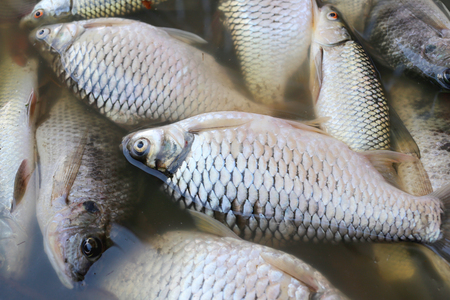 The Role of Sound and Vibration in Fish Communication and Detection