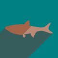 Trout Fishing in the Rockies: Species-Specific Strategies for Mountain Streams