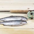 Understanding Fish Behavior in Winter: A Seasonal Biology Guide