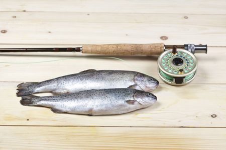 Understanding Fish Behavior in Winter: A Seasonal Biology Guide