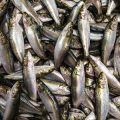 Top Bass Fishing Mistakes to Avoid: Common Errors that Cost You Fish