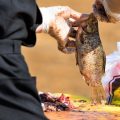 Big Bass Country: Lakes in the South That Produce Trophy Catches