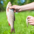Native vs. Invasive Species: The Environmental Responsibilities of U.S. Anglers