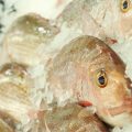 How to Handle and Release Fish Safely: A Guide for First-Time Anglers