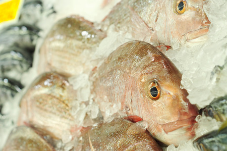 How to Handle and Release Fish Safely: A Guide for First-Time Anglers