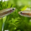 How Salinity Levels Affect Fish Behavior in Estuarine Environments