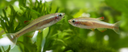 How Salinity Levels Affect Fish Behavior in Estuarine Environments