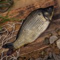 Ignoring Tides and Currents: A Beginner’s Barrier to Coastal Fishing Success