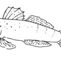 Best U.S. States for Trophy Northern Pike and Muskie Fishing