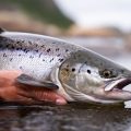 Fall Musky Fishing Gear Guide: Rods, Reels, and Power Tackle Checklist