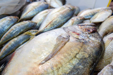 Trophy Panfish Hunting: Targeting Big Bluegills, Redear Sunfish, and More