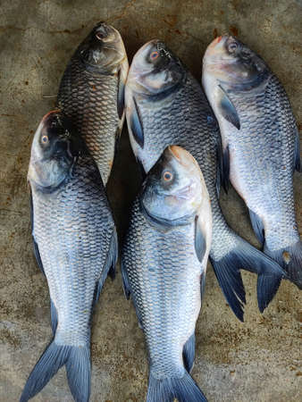 Best Beginner Fish Species for Kids to Catch and Learn With