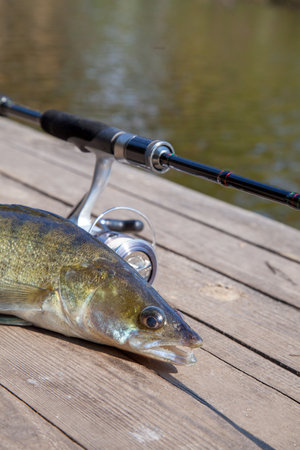 Fishing Heavy Cover with a Baitcaster: Tips and Techniques for Success