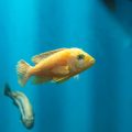 How Barometric Pressure Influences Fish Movement
