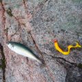 Lures vs. Live Bait: Choosing the Right Option as a Beginner Angler