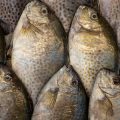 Ice Fishing Lures and Baits: What Works Below the Ice in Different U.S. Regions