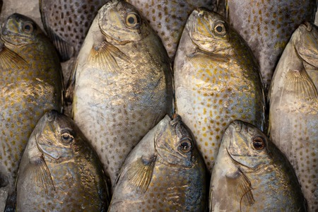 Ice Fishing Lures and Baits: What Works Below the Ice in Different U.S. Regions