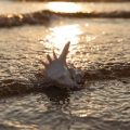 Surf Fishing for Sharks: Preparation, Baiting Techniques, and Safety Tips
